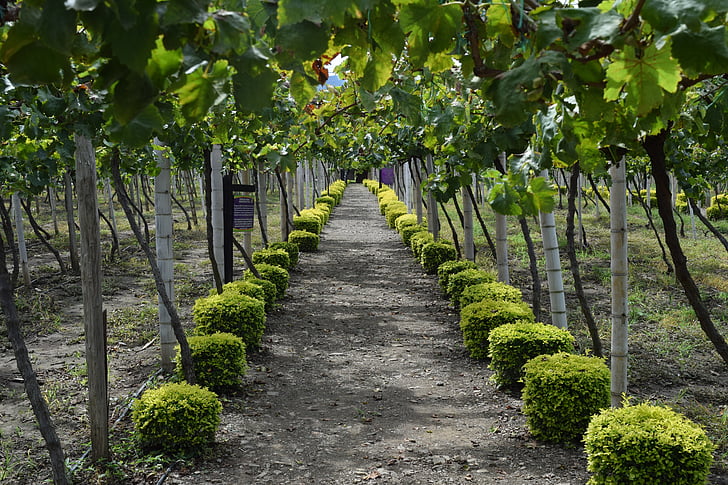 path, grapes, vineyard, colombia, harvest, vine