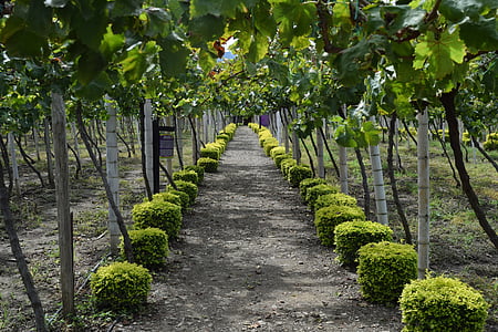 ścieżka, winogron, Winnica, Kolumbia, żniwa, winorośli