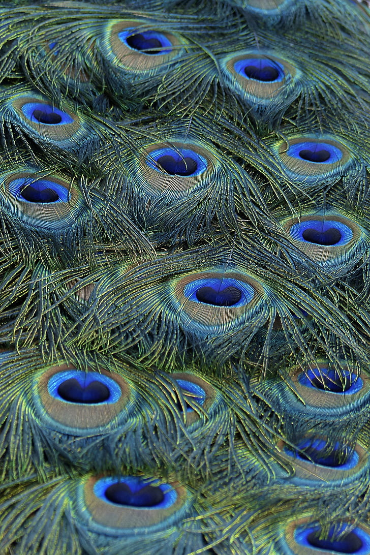 green, blue, feather, animal, bird, pattern, Peacock