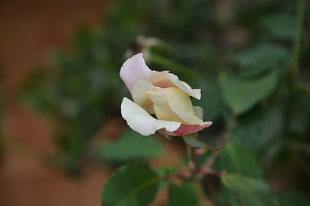 bloem, Rosa, plant, knop, rozenstruik, natuur