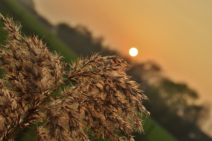 naplemente, fű, legelő, rét, a mező, táj, vidéki