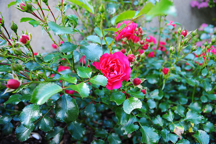 rose, plant, buds