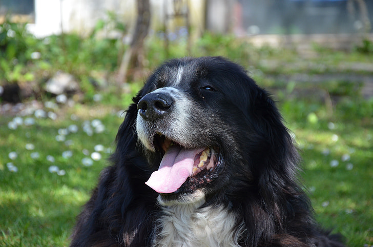 Bernese mountain dog, anjing, hitam dan putih, hundeportrait, santai