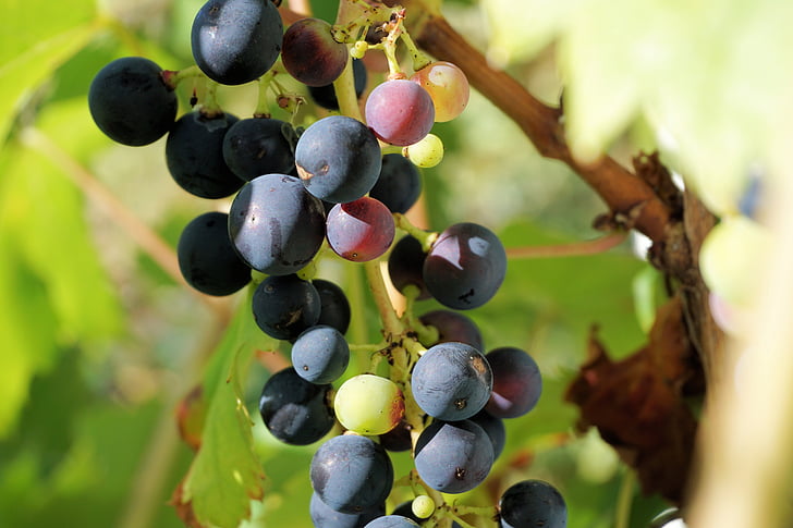 grožđe, vinogradarstvo, vinove loze, voće, vinove loze, vino, loze dionica