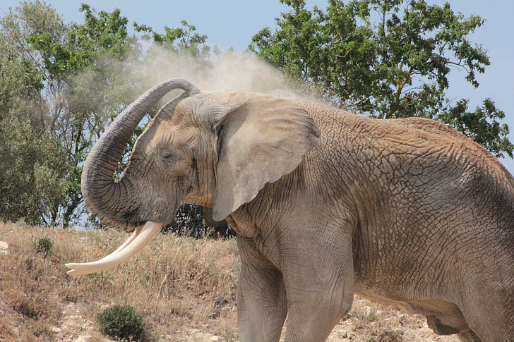 слон, Африка, животните, резерв