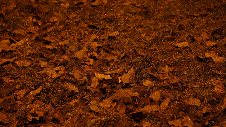 listy stromov, tráva, zem, jeseň, ruksea, pouličné svetlá