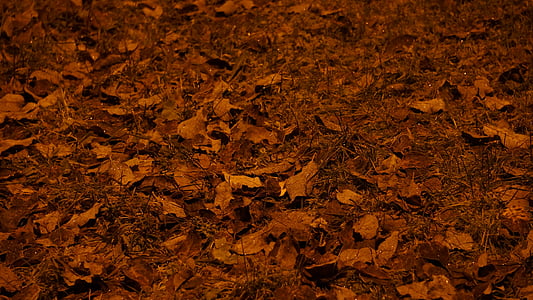listy stromů, tráva, zem, podzim, ruksea, pouliční lampy