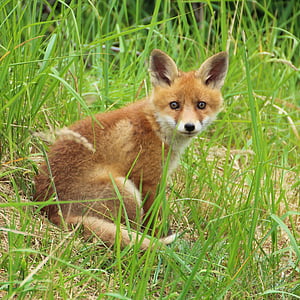 młody fox, Fox szczeniak, Fuchsbau, ciekaw