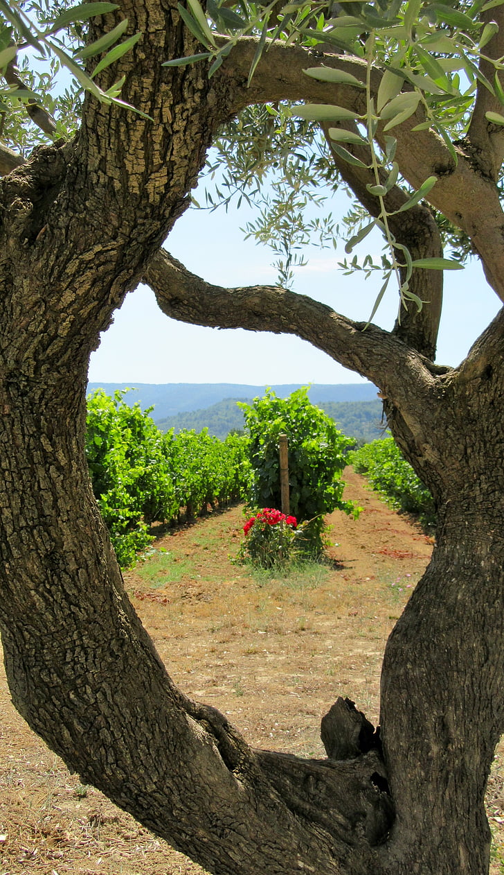 wine, provence, olive tree, south of france, luberon