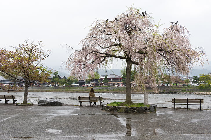 Sakura, kirsebærtre blomstrer, Lady, kirsebær, Japan, dekorasjon, tradisjonelle