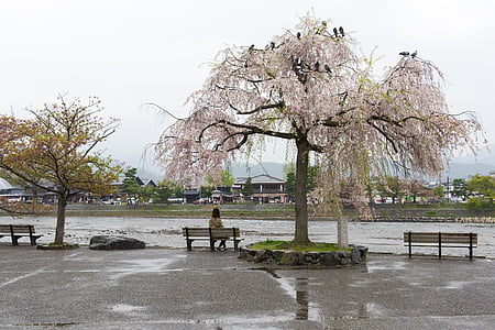 Sakura, fleur de cerisier, Dame, cerise, Japon, décoration, traditionnel