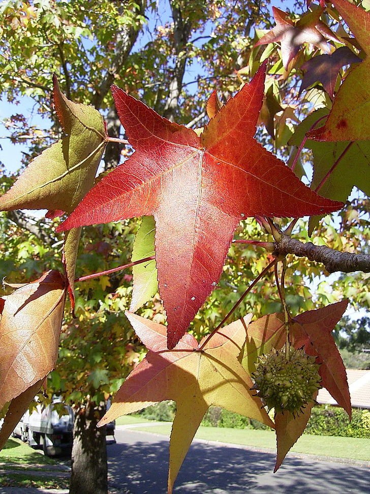 Leaf, atstāj, koks, sezonas, rudens, kritums, gadalaiki