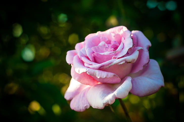 pink rose, plant, nature, rose, pink, flower, petal