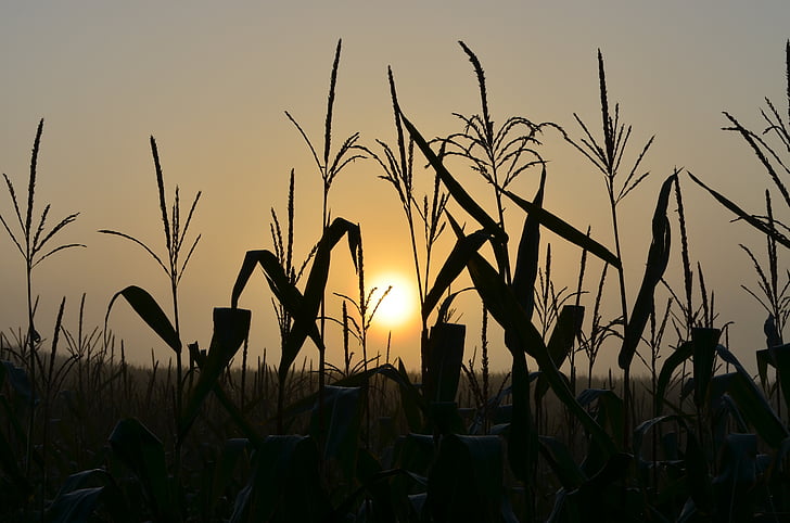 matahari terbit, ladang jagung, suasana hati, pagi, matahari, alam, pertanian