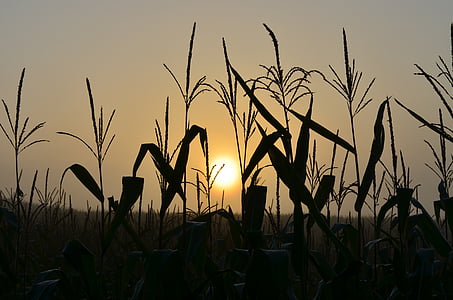 lever du soleil, champ de maïs, humeur, matin, Dim, nature, Agriculture