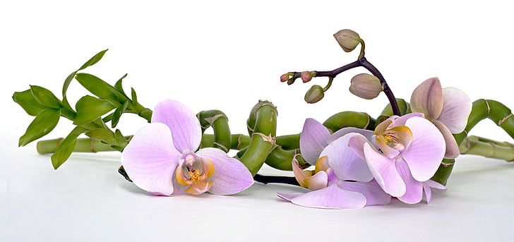 Orchid, orhidee õitsema, bambusest, õnne bambusest, lõõgastus, taastamine, tasakaal