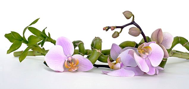 Orchid, orkidea kukka, Bamboo, onnea bambu, rentoutumista, palautus, tasapaino