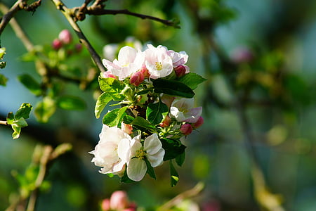 obelis, obuolių žiedų, pavasarį, žiedų, žydėti, medis, Gamta