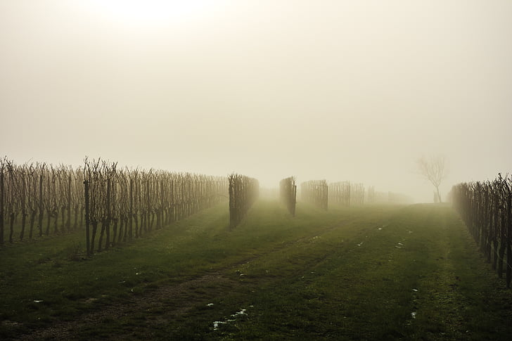 vineyard, fog, vines, light, back light, autumn, cold