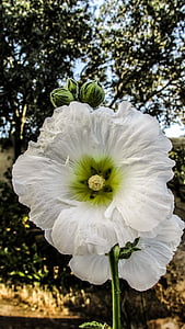 flower, white, garden, yard, spring, cyprus, dherynia