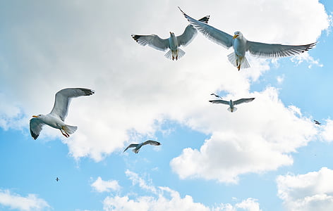 gulls, bird, fly, loves nature, nature, clouds, peace