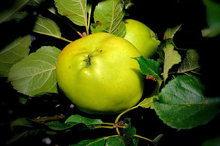 apple tree, apple, green, fruit, frisch, healthy, vitamins