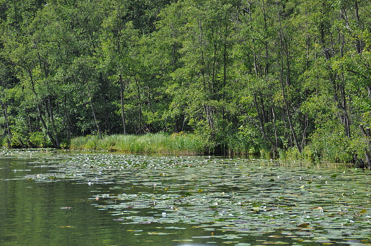 waterlelies, Müritz, Lake, natuur, landschap, water, Mecklenburg