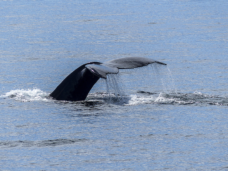 tail fin, natural spectacle, nature, mammal, animal, wildlife, colossus