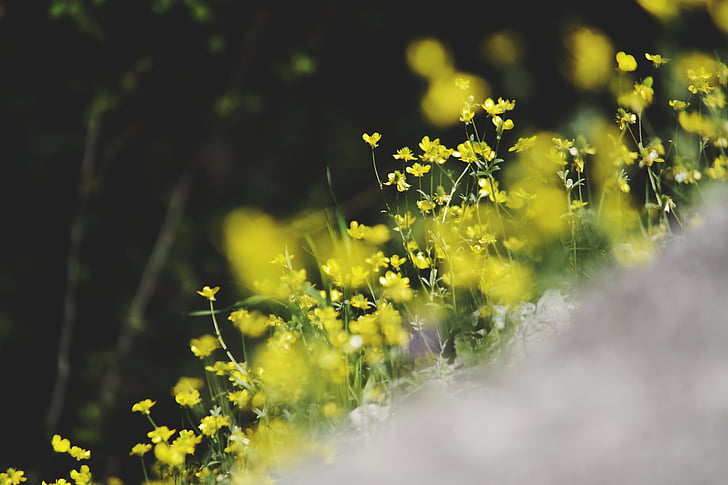keltainen, petaled, kukat, maaperän, Luonto, kukkii, oksat