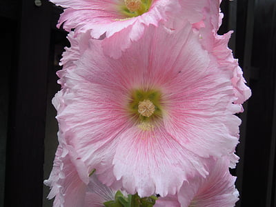 Althaea, rose trémière, Koshiro, Shihlin, fleur
