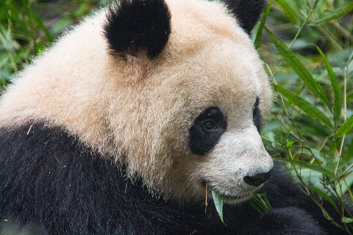 beruang, Panda, hitam dan putih, hewan