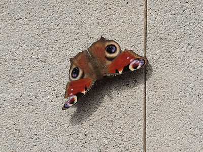 papillon de nuit, papillon, insecte, orange, Lepidoptera, ombre, mur