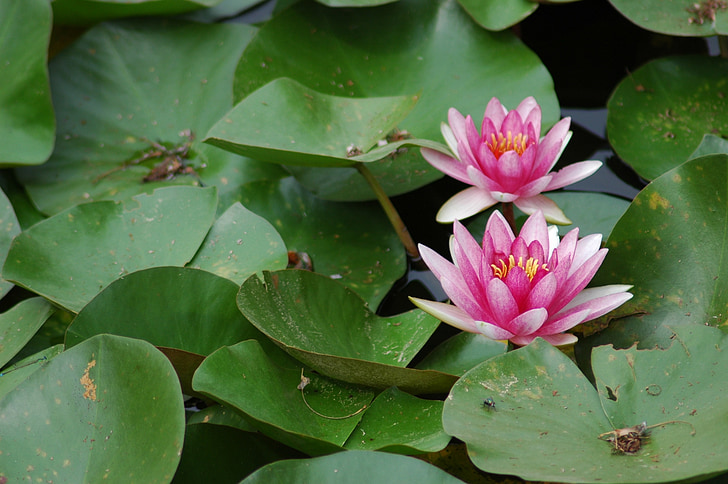 lotus, landscape, pond