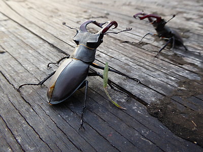 Stag beetle, mücadele, böcek, hayvan, siyah, doğa