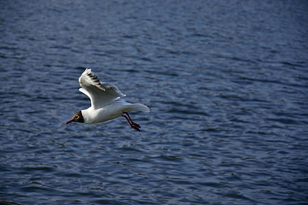 Seagull, vogel, vlucht, natuur, vleugels, Lake, dieren