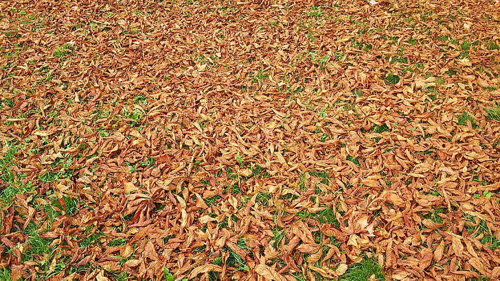 langevad lehed, muru, Sügis, Park, pruun, kuiv, kontrasti