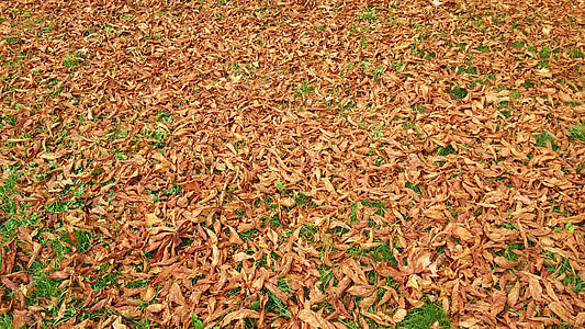 jesen lišće, trava, jesen, parka, smeđa, suha, kontrast