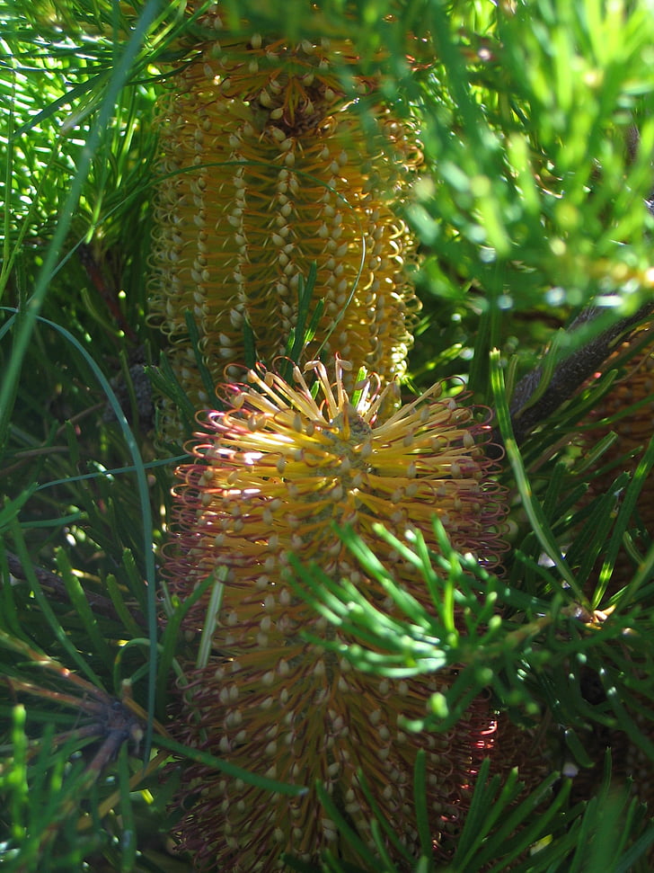blomst, Native, Banksia, Australien