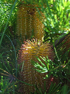 květ, nativní, Banksia, Austrálie