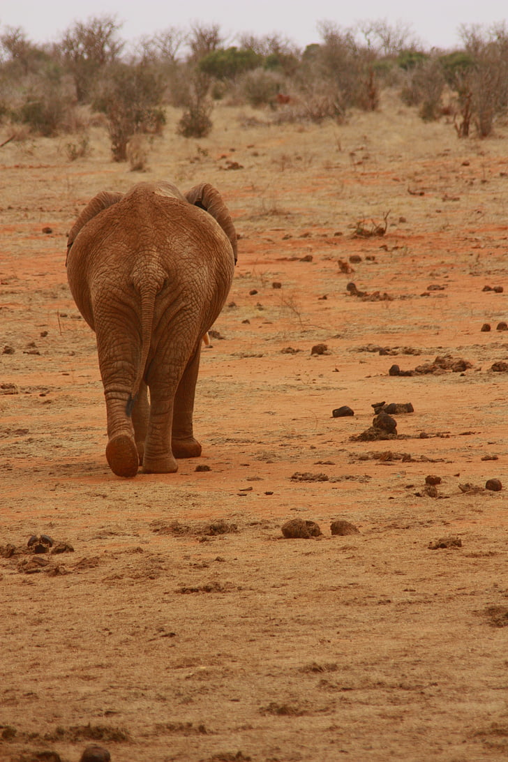 slon, živali, družina, divje, sesalec, Safari, Afrika