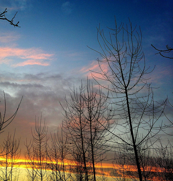 saulriets, debesis, zila, koki, krēslas stundā, rītausma, saullēkts