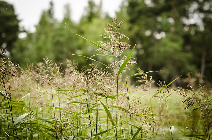 Reed, zonas húmidas, grama