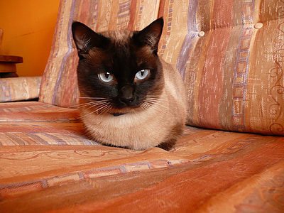 Siyam kedisi, evde beslenen hayvan, mavi gözlü, hayvan, kedi