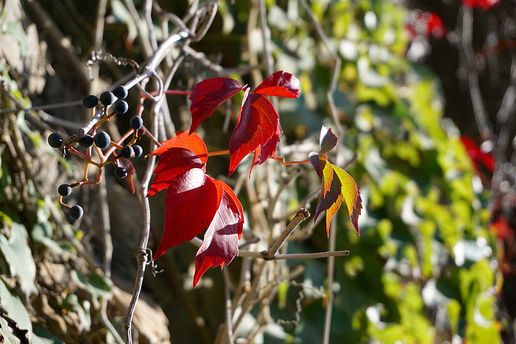 винен партньор, червен, Есен, Есенни листи, лоза, оцветяване, есенните цветове