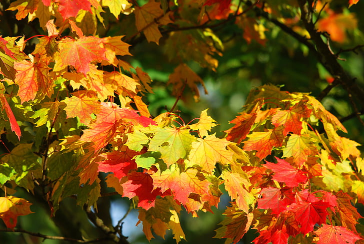 rumena, rdeča, javor, listi, jeseni, gozd, narave