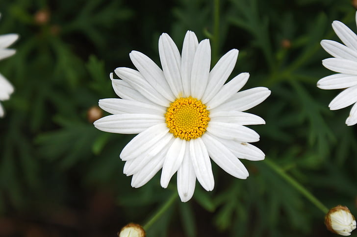 Daisy, hvid, blomst, natur, sommer, grøn, forår
