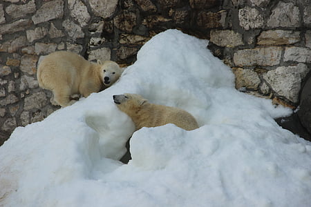 medve, Fehér Medve, állatkert, nyári, állat, állatok, jegesmedve
