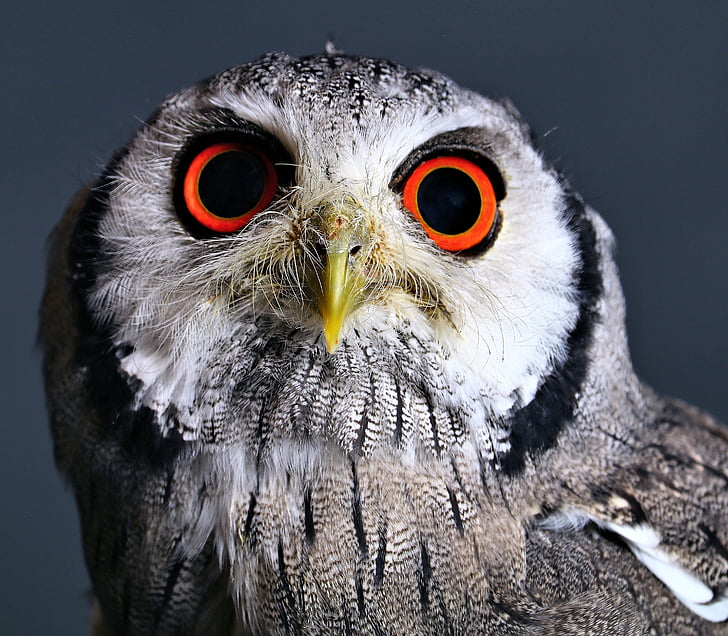 bird, holland, animal, nature, dutch, looking at camera, one animal