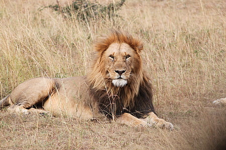 lion, africa, animal, seringeti, safari, nature
