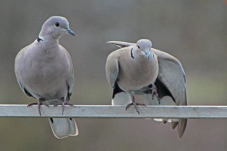 pigeons, hiver, soins, plumage, oiseau, froide, chance